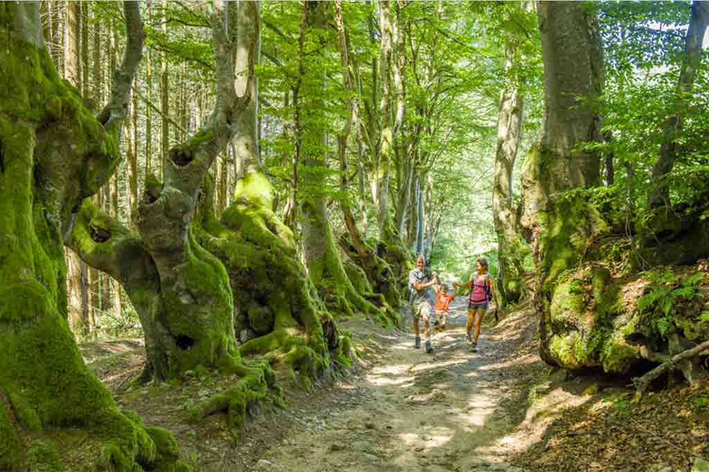 bisons Monts Madeleine